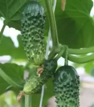 Семена огурца Муравей F1, п.е. 500 семян (Gavrish)