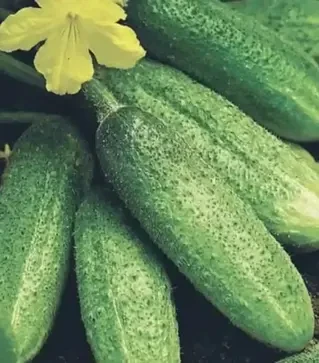 Семена огурца Отель F1, 1 кг (Moravoseed)