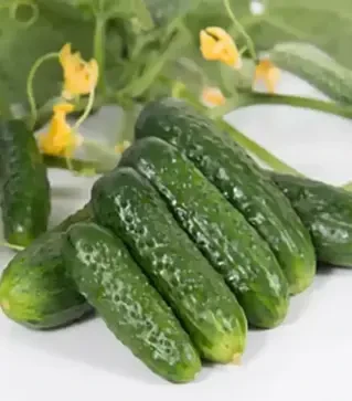 Семена огурца Проликс F1, п.е. 1 тыс. семян (Nunhems)