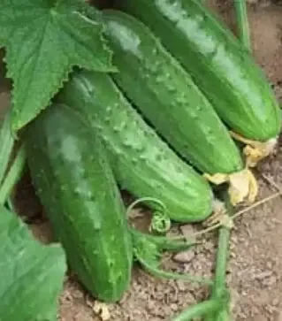 Семена огурца Регия F1, 1 кг (Moravoseed)