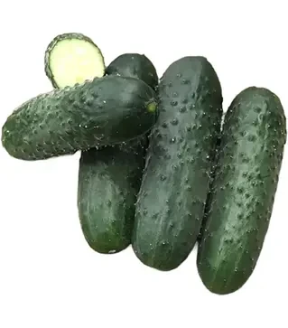 Насіння огірка Ромоло F1, п.о. 250 насінин (Cora Seeds)