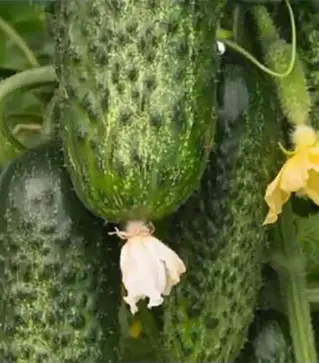 Семена огурца Амарок F1, п.е. 1 тыс. семян (Bejo)