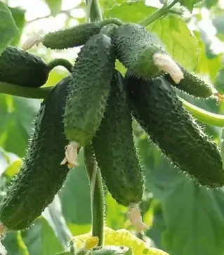 Насіння огірка Амур F1, п.о. 1 тис. насінин (Bejo)