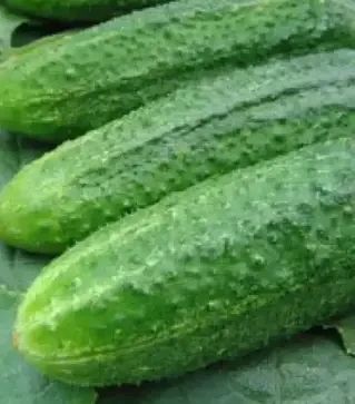 Семена огурца Аскольд F1, 1 кг (Moravoseed)