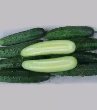 Насіння огірка Монісія F1, п.о. 1 тис. насінин (Seminis)