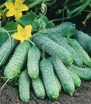 Семена огурца Пасамонте F1, п.е. 500 семян (Syngenta)