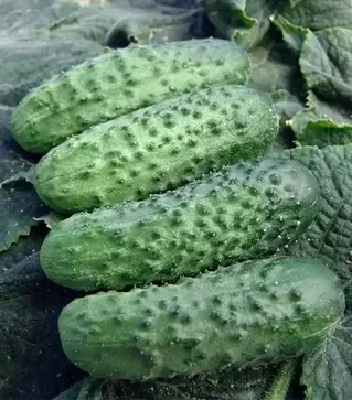 Семена огурца Алице F1, 1 кг (Moravoseed)