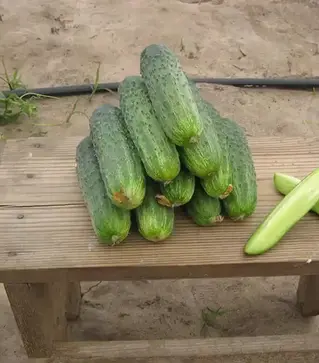 Семена огурца Аякс F1, п.е. 1 тыс. семян (Nunhems)