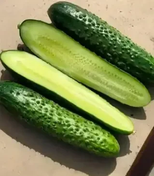 Семена огурца Баде F1, п.е. 500 семян (Yuksel Tohum)