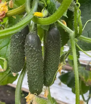 Семена огурца ES 22001 F1, п.е. 500 семян (Ergon)