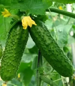 Семена огурца Шакти F1, п.е. 1 тыс. семян (Rijk Zwaan)