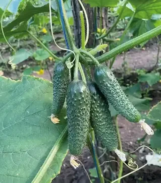 Насіння огірка Георг F1, п.о. 500 насінин (Enza Zaden)