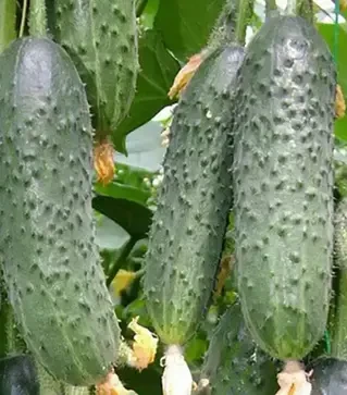 Семена огурца Каприкорн F1, п.е. 500 семян (Yuksel Tohum)