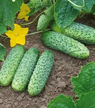 Семена огурца Кибрия F1, п.е. 1 тыс. семян (Rijk Zwaan)