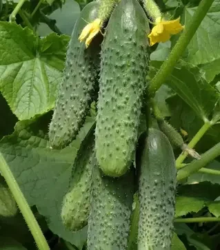 Семена огурца Кураж F1, п.е. 1 тыс. семян (Breeding Seeds)