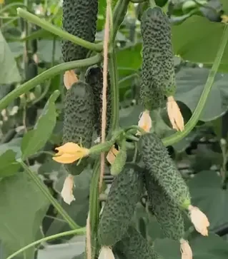 Семена огурца Ольшаны F1, п.е. 1 тыс. семян (Bejo)