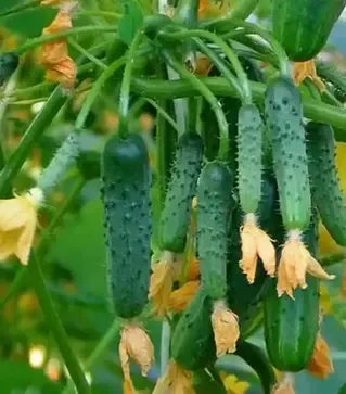 Семена огурца Анзор F1, п.е. 1 тыс. семян (Bejo)