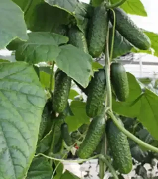 Семена огурца Артист F1, п.е. 1 тыс. семян (Bejo)