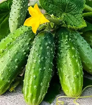 Насіння огірка Циркон F1, п.о. 1 тис. насінин (Nunhems)