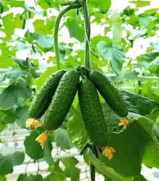 Семена огурца Авион F1, п.е. 1 тыс. семян (Bejo)