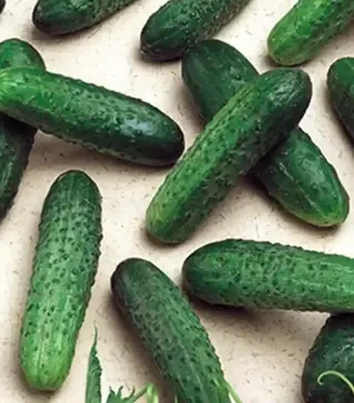 Насіння огірка Мірабелл F1, п.о. 1 тис. насінин (Seminis)