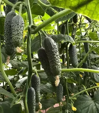 Семена огурца Ромара F1, п.е. 1 тыс. семян (Rijk Zwaan)