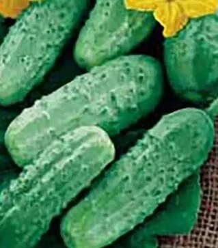 Семена огурца Парижский корнишон белый, 500 г (Коуэлл)