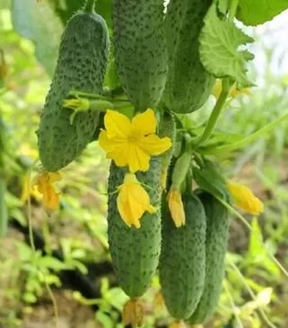 Насіння огірка Грин Пик F1, п.о. 1 тис. насінин (United Genetiks)