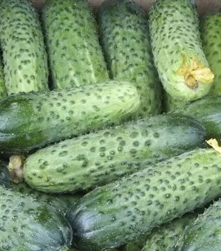 Семена огурца Аваланж F1, п.е. 10 тыс. семян (NongWoo Bio)