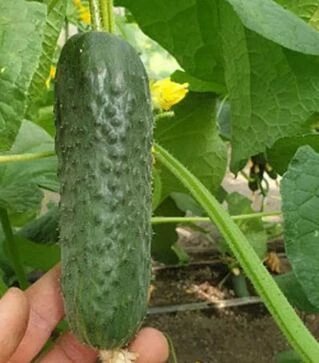 Семена огурца Анвар F1, п.е. 1 тыс. семян (Clause)