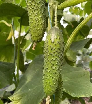 Семена огурца Ансгар F1, п.е. 500 семян (Enza Zaden)