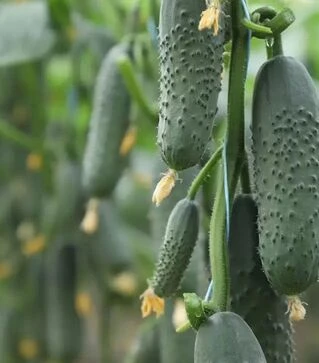 Семена огурца КС 707 F1, п.е. 500 семян (Kitano Seeds)