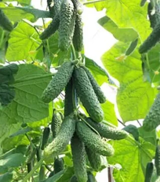 Семена огурца КС 90 F1, п.е. 1 тыс. семян (Kitano Seeds)