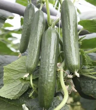 Семена огурца КС 930 F1, п.е. 100 семян (Kitano Seeds)