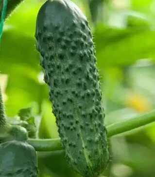 Семена огурца Наско 2012 F1, п.е. 500 семян (Nasko)