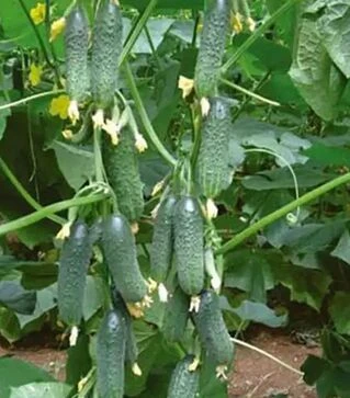 Семена огурца Платина F1, п.е. 1 тыс. семян (Nunhems)