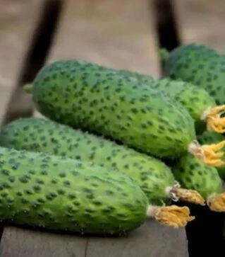 Насіння огірка Ронел F1, п.о. 500 насінин (Enza Zaden)