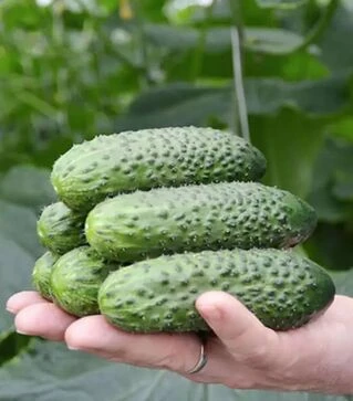 Насіння огірка СВ 4097 F1, п.о. 1 тис. насінин (Seminis)