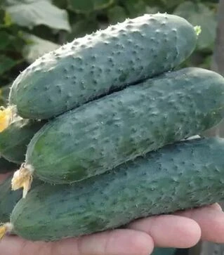 Насіння огірка Северін (Е23р.16087) F1, п.о. 500 насінин (Enza Zaden)