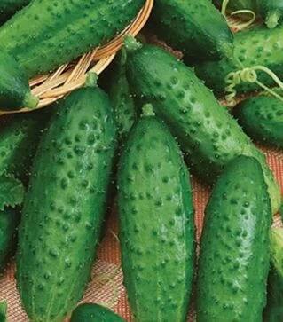 Насіння огірка Фантазі F1, 1 кг (Moravoseed)