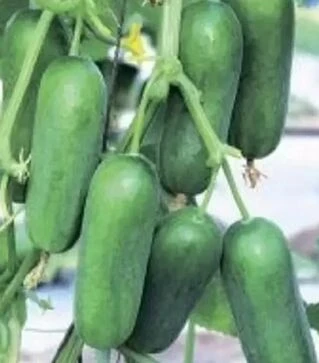 Насіння огірка Фонтіна F1, п.о. 500 насінин (NongWoo Bio)