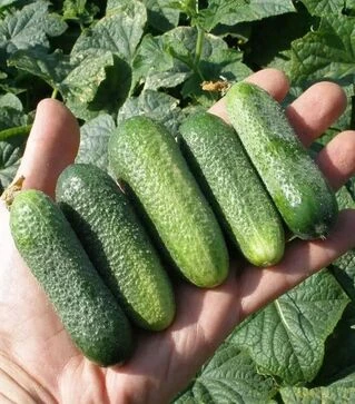 Семена огурца Харриет F1, п.е. 1 тыс. семян (Semo)