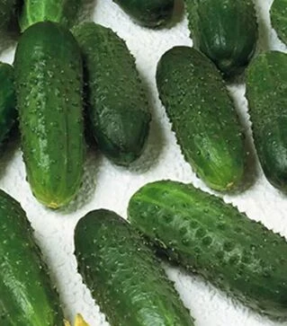 Семена огурца Маринда F1, п.е. 1 тыс. семян (Seminis)