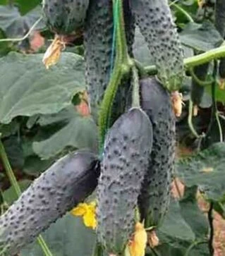 Семена огурца Лютояр F1, п.е. 500 семян (Yuksel Tohum)