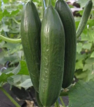 Насіння огірка Емілі F1, п.о. 1 тис. насінин (Semo)