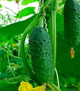 Семена огурца Альянс F1, п.е. 25 тыс. семян (Bejo)