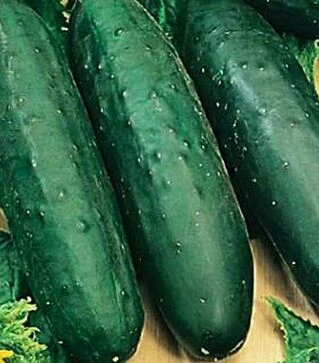 Насіння огірка Рамзес F1, 1 кг (Moravoseed)