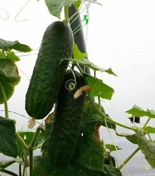 Семена огурца Алгамбра F1, 1 кг (Moravoseed)