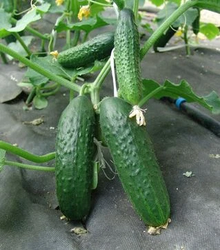 Семена огурца Толстой F1, 1 кг (Moravoseed)