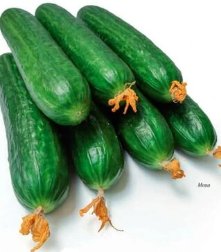 Семена огурца Мева F1, п.е. 1 тыс. семян (Rijk Zwaan)